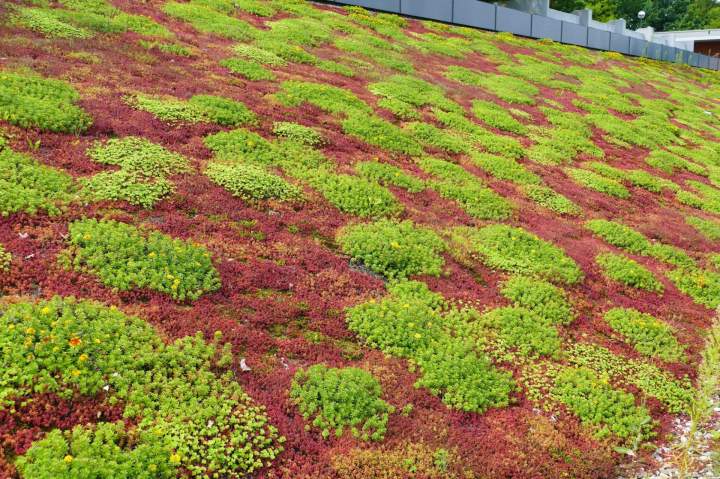 Étanchéité terrasse végétalisé Toulouse